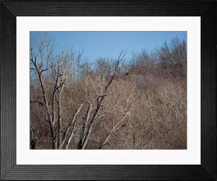 Framed Print : Bald Eagle migration through the Loess Bluffs National Wildlife Refuge in Holt County Missouri Framed Print : Bald Eagle migration through the Loess Bluffs National Wildlife Refuge in Holt County Missouri