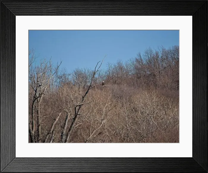 Framed Print : Bald Eagle migration through the Loess Bluffs National Wildlife Refuge in Holt County Missouri