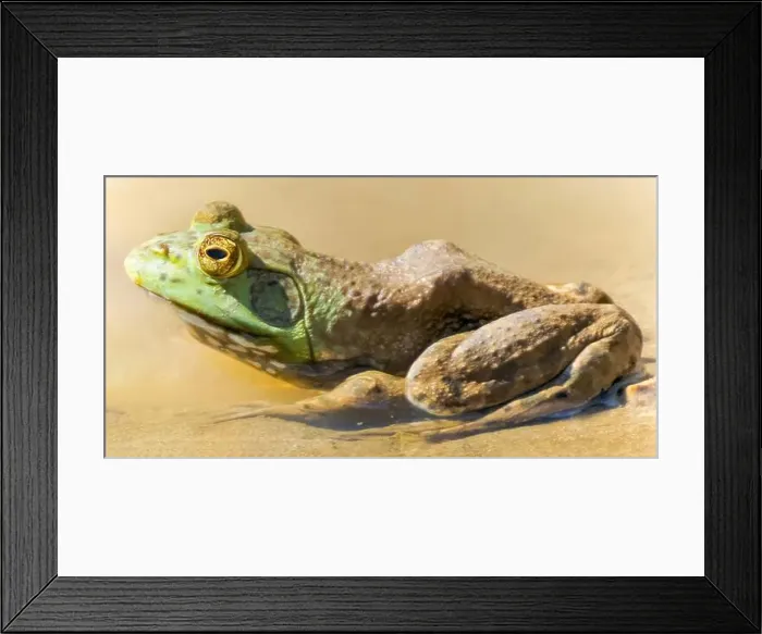 Framed Print : American Bullfrog Sitting by the Pond. Pleasanton Ridge Regional Park, Alameda County, California, USA Framed Print : American Bullfrog Sitting by the Pond. Pleasanton Ridge Regional Park, Alameda County, California, USA