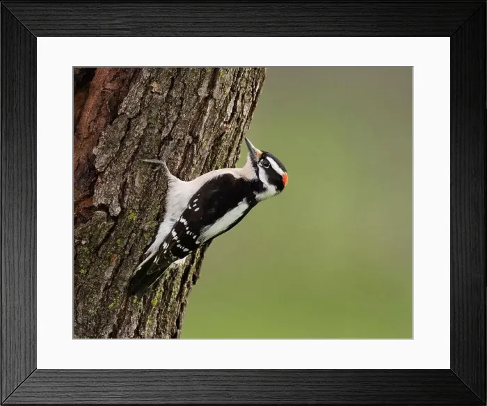 Framed Print : małe Downy Woodpecker (Dryobates pubescens) Sacramento County California USA Framed Print : małe Downy Woodpecker (Dryobates pubescens) Sacramento County California USA