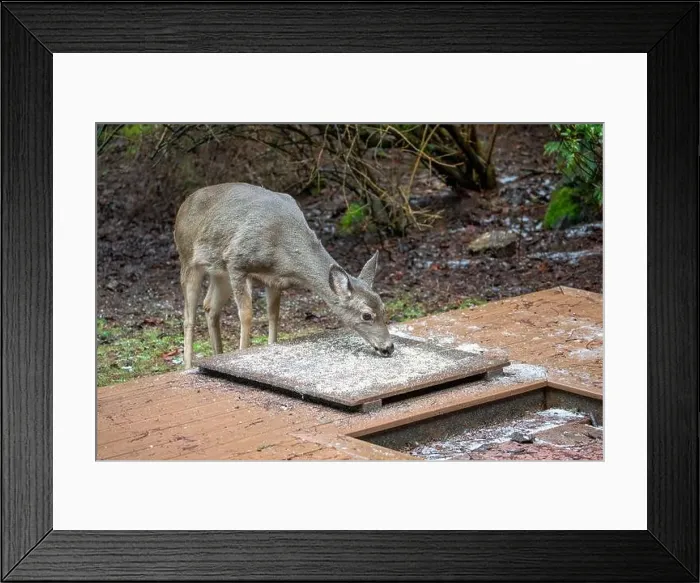 Framed Print : Issaquah, Washington, USA. Black-tailed Deer come to eat birdseed off of a deck feeding platform