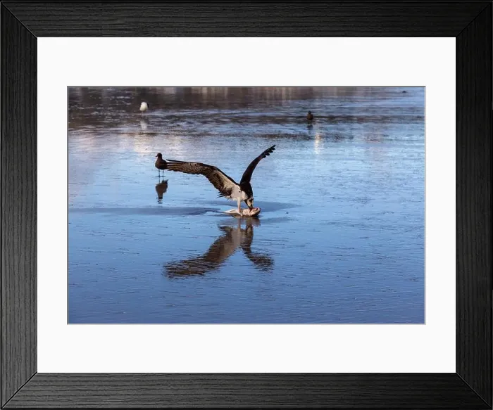 Framed Print : Predator Hawk Bird Nature Hunting Eating Caught Fish on Beach Surf Framed Print : Predator Hawk Bird Nature Hunting Eating Caught Fish on Beach Surf