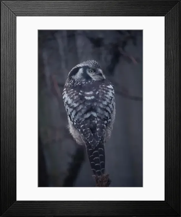Framed Print : Northern hawk-owl (Surnia ulula). Wildlife bird Framed Print : Northern hawk-owl (Surnia ulula). Wildlife bird