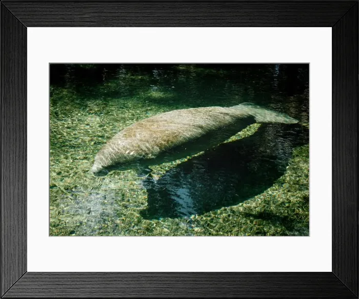 Framed Print : Manatee floating through the water at Blue Springs State Park, Florida Framed Print : Manatee floating through the water at Blue Springs State Park, Florida