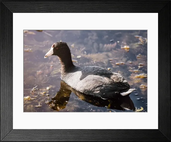 Framed Print : American coot swimming in the lake at Orlando Wetlands in Florida Framed Print : American coot swimming in the lake at Orlando Wetlands in Florida