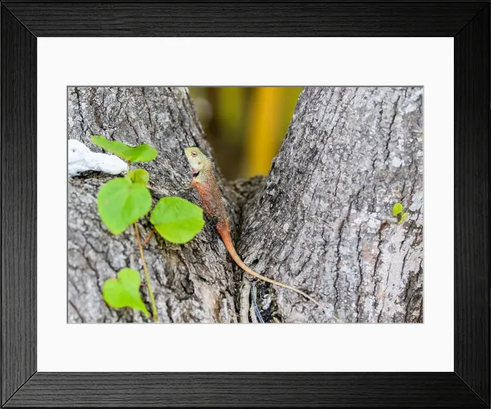 Framed Print : Wild lizard (oriental garden lizard) living in maldives islands. Reptile Framed Print : Wild lizard (oriental garden lizard) living in maldives islands. Reptile