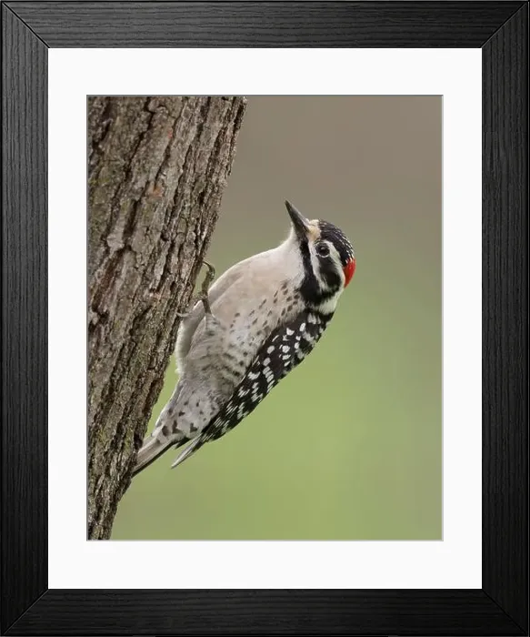 Framed Print : male Nuttall's Woodpecker (Dryobates nuttallii) Sacramento County California USA Framed Print : male Nuttall's Woodpecker (Dryobates nuttallii) Sacramento County California USA