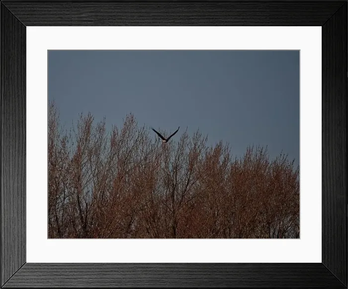 Framed Print : Bald Eagle migration through the Loess Bluffs National Wildlife Refuge in Holt County Missouri Framed Print : Bald Eagle migration through the Loess Bluffs National Wildlife Refuge in Holt County Missouri