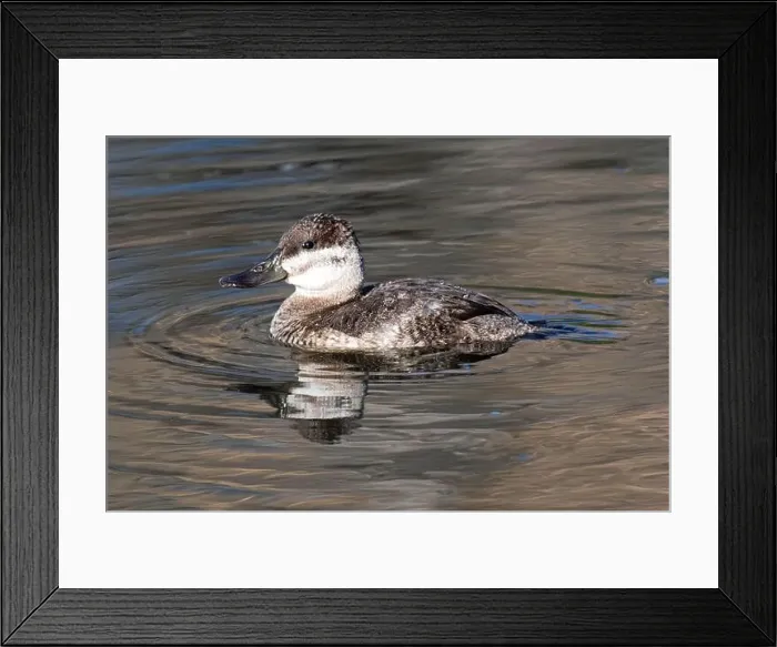 Framed Print : Ruddy Duck (Oxyura jamaicensis) Framed Print : Ruddy Duck (Oxyura jamaicensis)