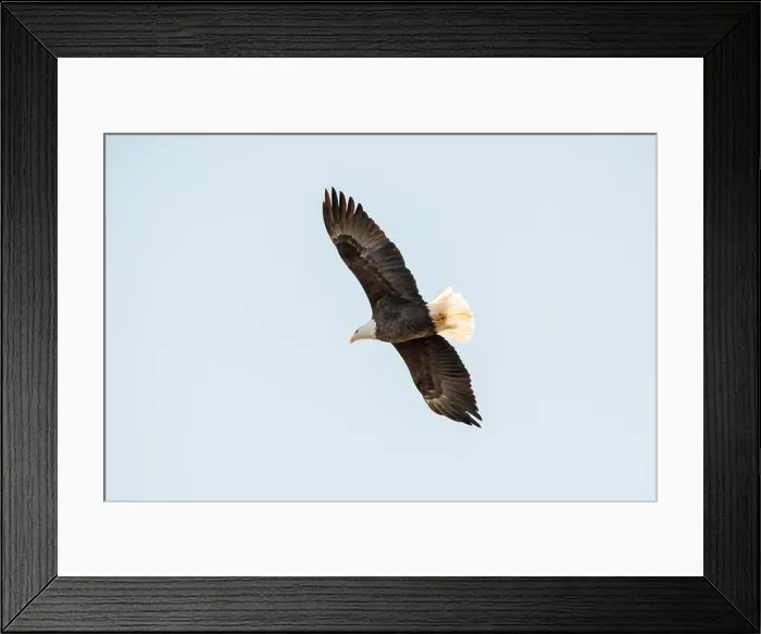 Framed Print : Bald eagle soaring from below, isolated against the blue sky on a January day in Iowa Framed Print : Bald eagle soaring from below, isolated against the blue sky on a January day in Iowa