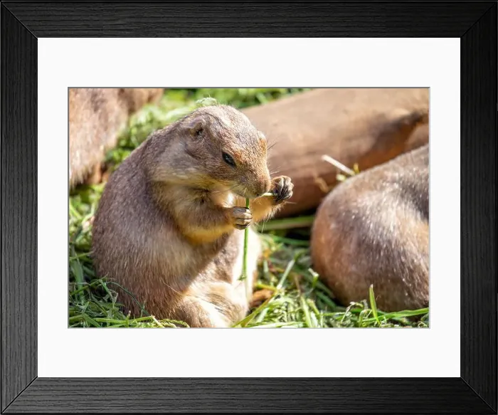 Framed Print : Active Black-tailed Prairie Dog, Cynomys ludovicianus, thriving in the grasslands of the United States Framed Print : Active Black-tailed Prairie Dog, Cynomys ludovicianus, thriving in the grasslands of the United States