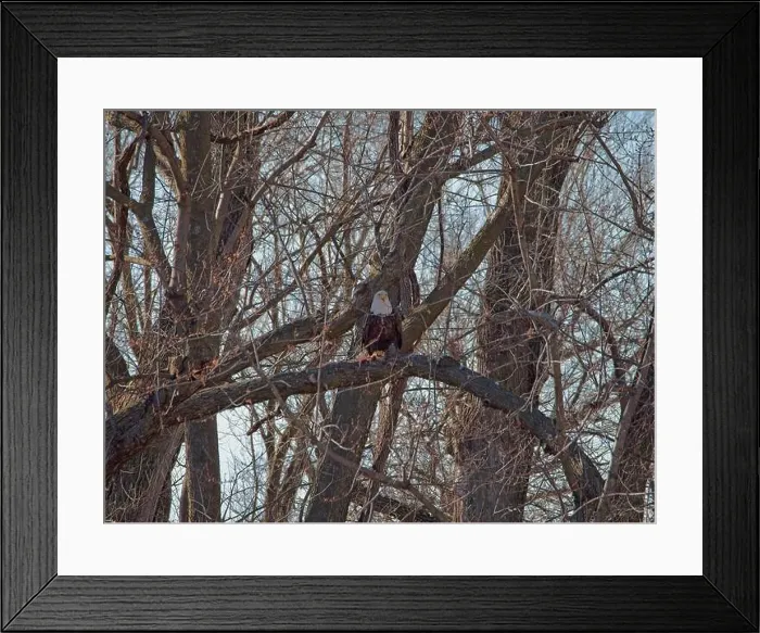 Framed Print : Bald Eagle migration through the Loess Bluffs National Wildlife Refuge in Holt County Missouri
