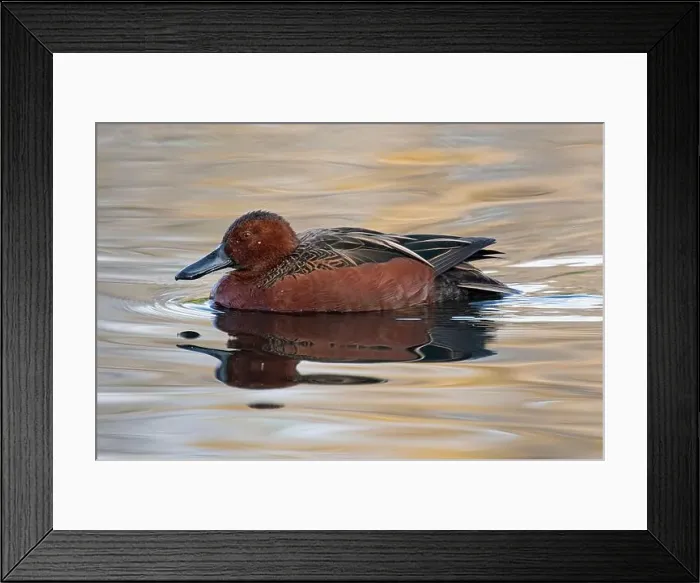 Framed Print : Cinnamon Teal (Spatula cyanoptera) Framed Print : Cinnamon Teal (Spatula cyanoptera)