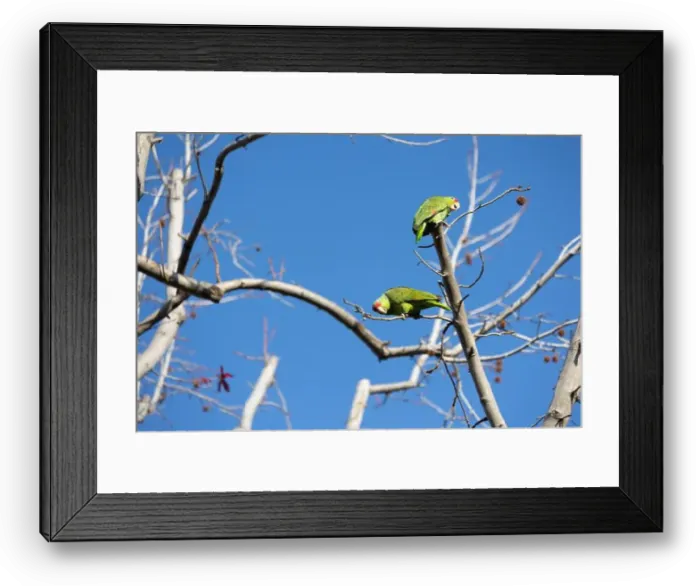 Framed Print : Red crowned parrot in a sweetgum tree in Los Angeles Framed Print : Red crowned parrot in a sweetgum tree in Los Angeles