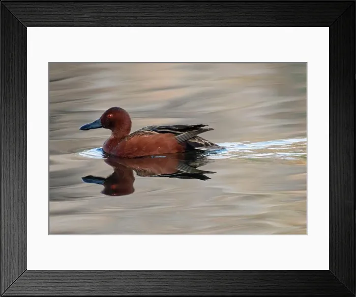 Framed Print : Cinnamon Teal (Spatula cyanoptera)