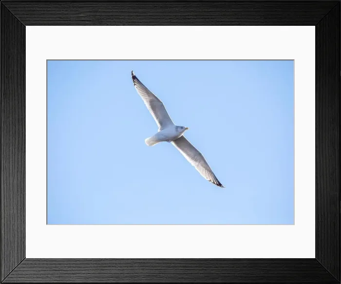 Framed Print : Soaring seagull with spread wings, isolated aginst a bright blue sky on a winter day in Iowa Framed Print : Soaring seagull with spread wings, isolated aginst a bright blue sky on a winter day in Iowa