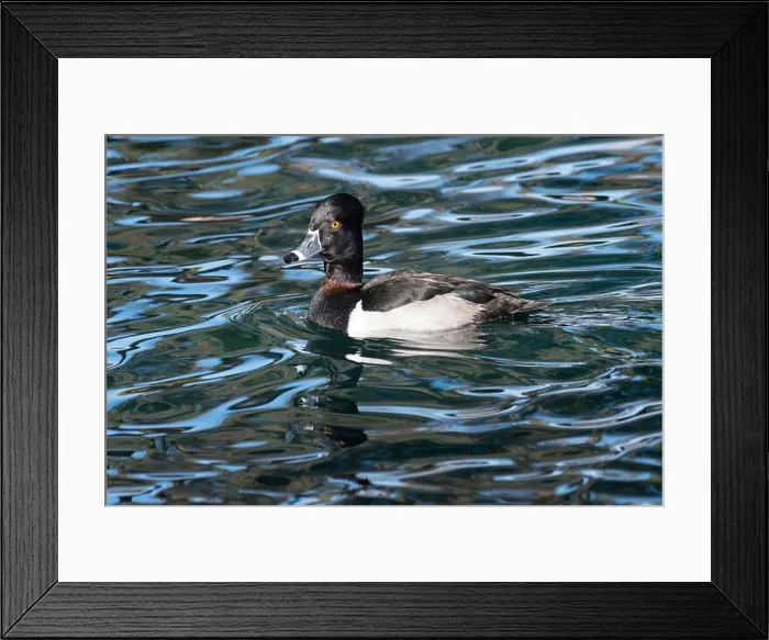 Framed Print : Ring-necked Duck (Aythya collaris) Framed Print : Ring-necked Duck (Aythya collaris)