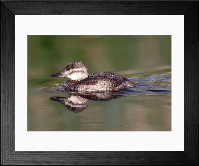 Framed Print : Ruddy Duck (Oxyura jamaicensis) Framed Print : Ruddy Duck (Oxyura jamaicensis)