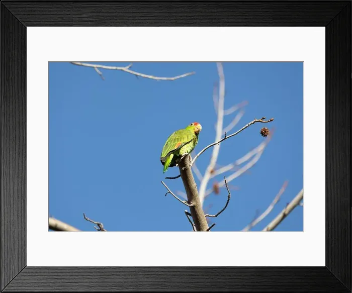 Framed Print : Red crowned parrot in a sweetgum tree in Los Angeles Framed Print : Red crowned parrot in a sweetgum tree in Los Angeles