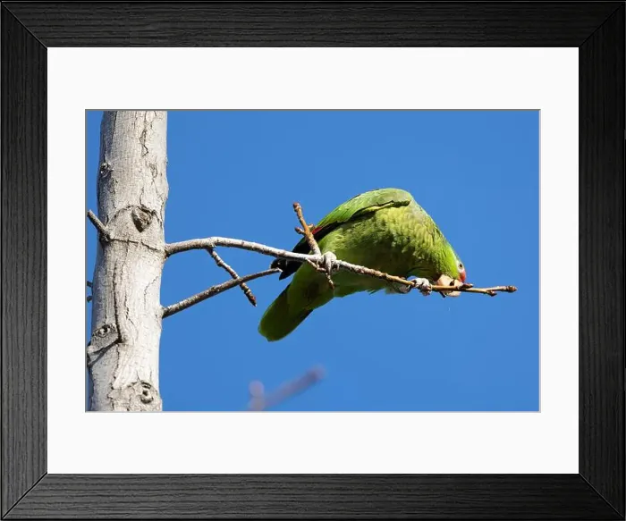 Framed Print : Red crowned parrot eating in a sweetgum tree Framed Print : Red crowned parrot eating in a sweetgum tree