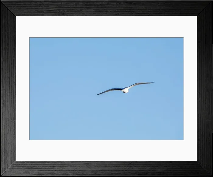 Framed Print : Front view of a ring billed gull soaring isolated in the blue sky on a January day in Iowa Framed Print : Front view of a ring billed gull soaring isolated in the blue sky on a January day in Iowa