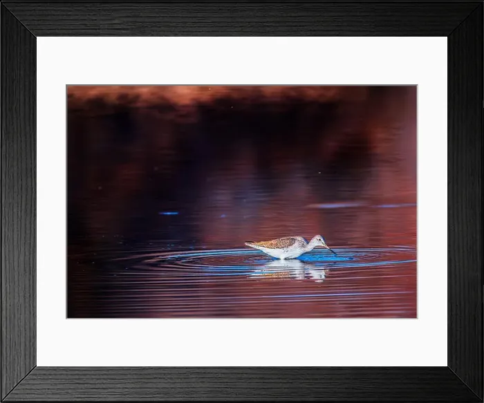 Framed Print : Taking A Look In The Lower Salt River Framed Print : Taking A Look In The Lower Salt River