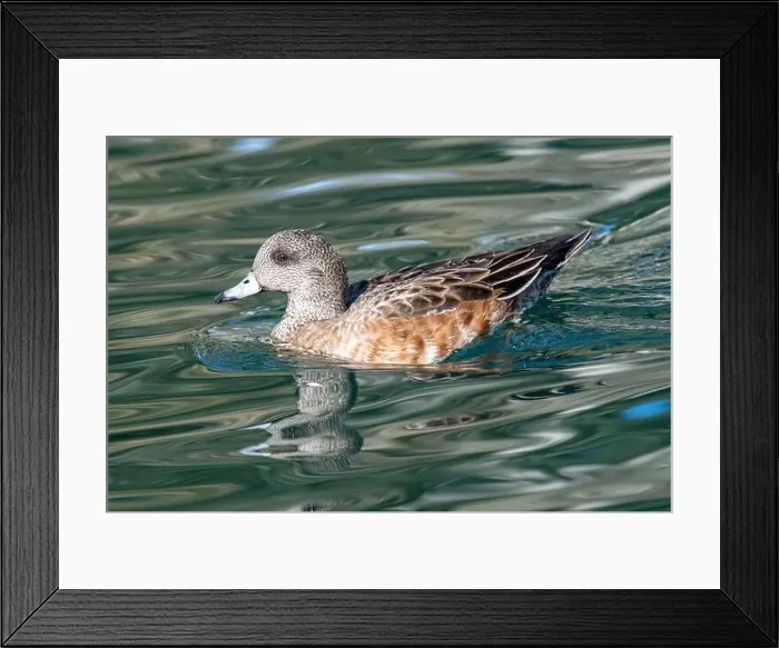 Framed Print : American Wigeon (Mareca americana) Framed Print : American Wigeon (Mareca americana)