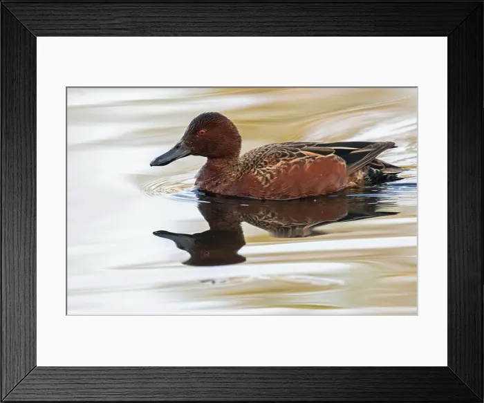 Framed Print : Cinnamon Teal (Spatula cyanoptera) Framed Print : Cinnamon Teal (Spatula cyanoptera)
