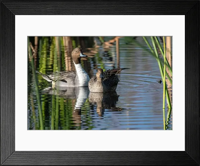 Framed Print : Northern Pintail (Anas acuta) Framed Print : Northern Pintail (Anas acuta)