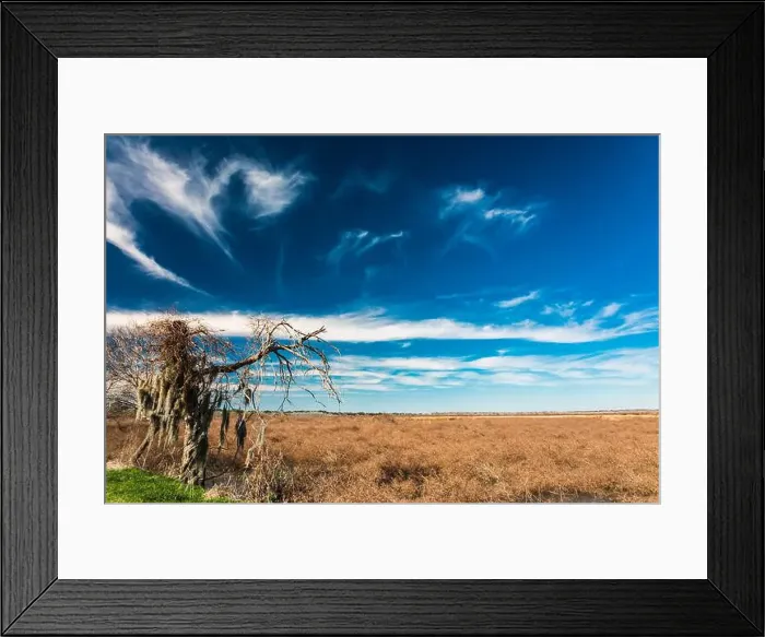 Framed Print : Brazos Bend State Park, Texas, in a beautiful sunny morning Framed Print : Brazos Bend State Park, Texas, in a beautiful sunny morning