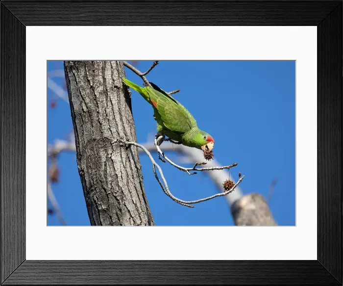 Framed Print : Red crowned parrot eating in a sweetgum tree Framed Print : Red crowned parrot eating in a sweetgum tree