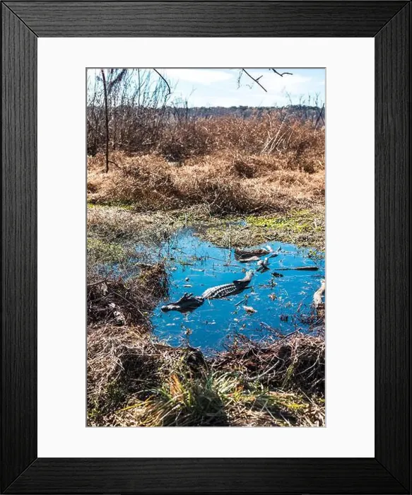 Framed Print : Brazos Bend State Park, Texas, in a beautiful sunny morning