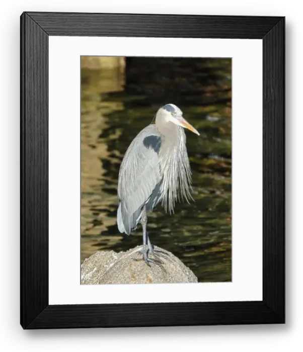 Framed Print : Monterey, CA. USA - 14th January Framed Print : Monterey, CA. USA - 14th January