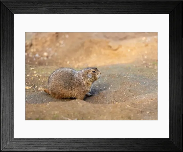 Framed Print : Active Black-tailed Prairie Dog, Cynomys ludovicianus, thriving in the grasslands of the United States