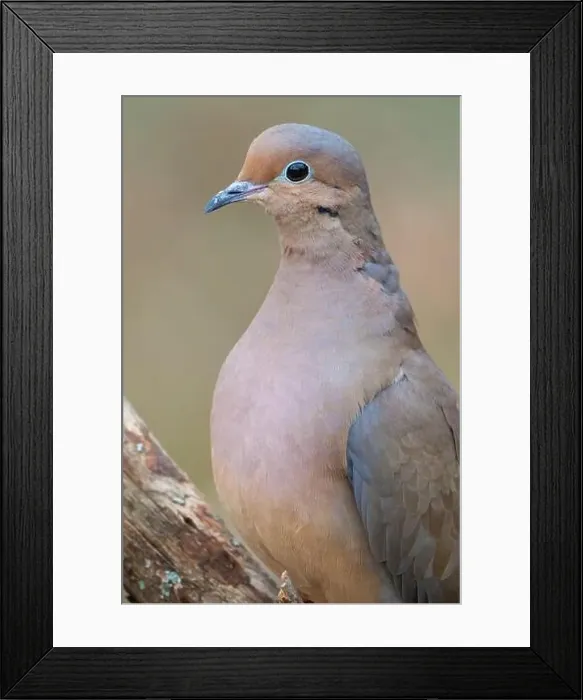 Framed Print : A male morning dove perched in a North Carolina winter Framed Print : A male morning dove perched in a North Carolina winter