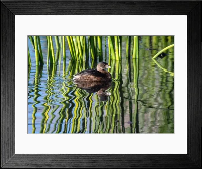 Framed Print : Pied-billed Grebe (Podilymbus podiceps) Framed Print : Pied-billed Grebe (Podilymbus podiceps)