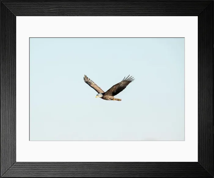 Framed Print : An adult bald eagle flies across the blue sky with wings in a v shape on a winter day in Iowa, far away view Framed Print : An adult bald eagle flies across the blue sky with wings in a v shape on a winter day in Iowa, far away view