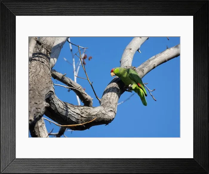 Framed Print : Red crowned parrot in a sweetgum tree in Los Angeles Framed Print : Red crowned parrot in a sweetgum tree in Los Angeles