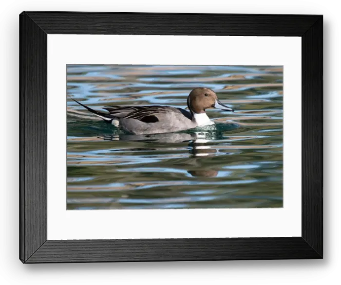 Framed Print : Northern Pintail (Anas acuta) Framed Print : Northern Pintail (Anas acuta)