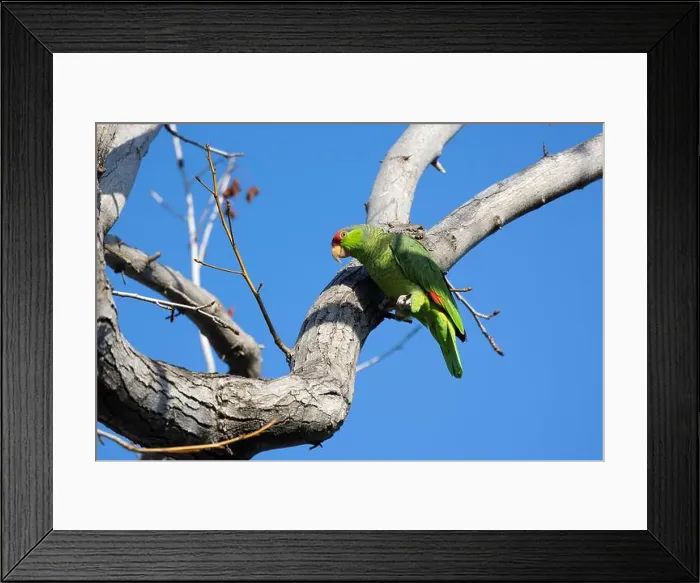 Framed Print : Red crowned parrot in a sweetgum tree in Los Angeles Framed Print : Red crowned parrot in a sweetgum tree in Los Angeles