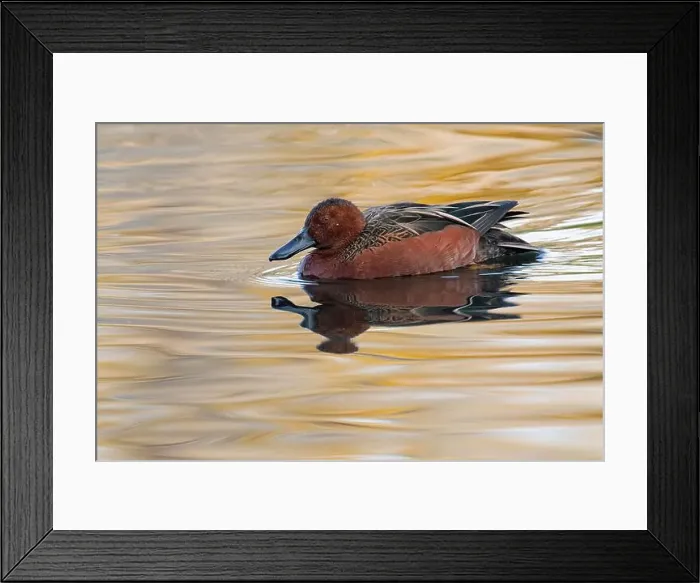 Framed Print : Cinnamon Teal (Spatula cyanoptera)