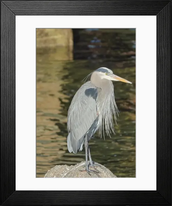 Framed Print : Monterey, CA. USA - 14th January Framed Print : Monterey, CA. USA - 14th January
