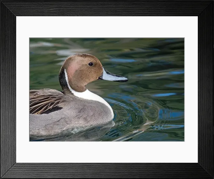 Framed Print : Northern Pintail (Anas acuta) Framed Print : Northern Pintail (Anas acuta)