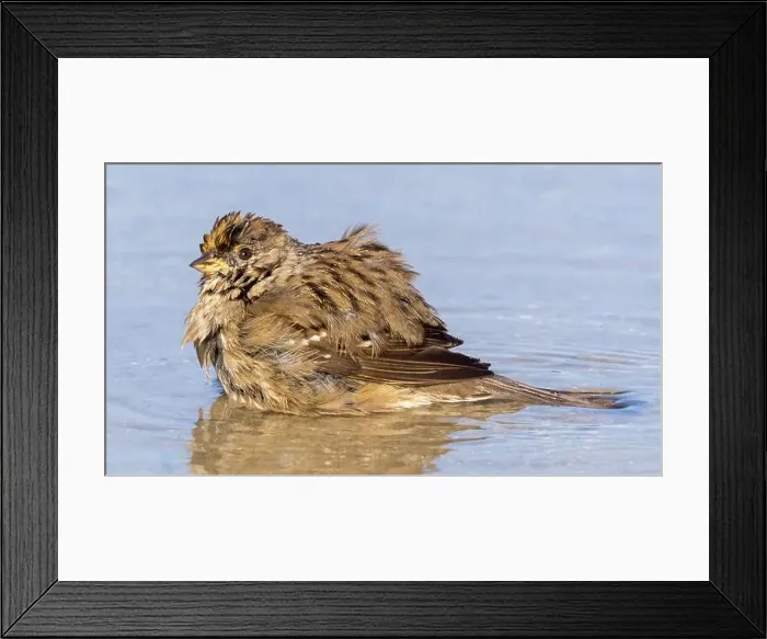 Framed Print : Golden-crowned Sparrow puddle-bathing. Palo Alto Baylands, Santa Clara County, California, USA Framed Print : Golden-crowned Sparrow puddle-bathing. Palo Alto Baylands, Santa Clara County, California, USA