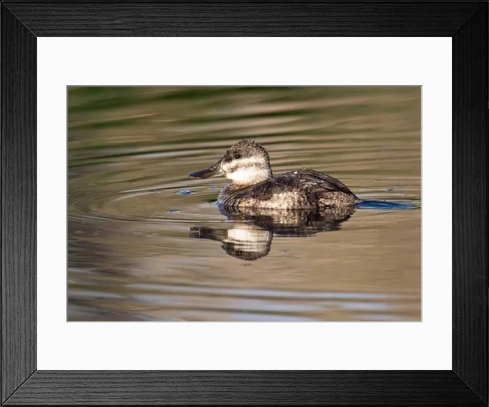 Framed Print : Ruddy Duck (Oxyura jamaicensis)