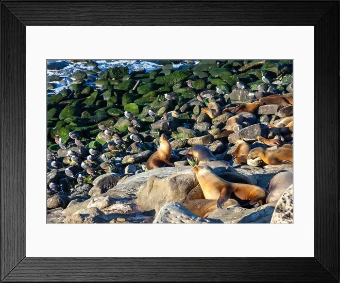 Framed Print : Colony of Seals and Sea Birds on multi colored rocks Framed Print : Colony of Seals and Sea Birds on multi colored rocks