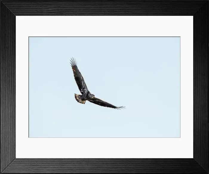 Framed Print : A juvenile bald eagle soars in the blue sky with wings in a v shape on a winter day in Iowa Framed Print : A juvenile bald eagle soars in the blue sky with wings in a v shape on a winter day in Iowa