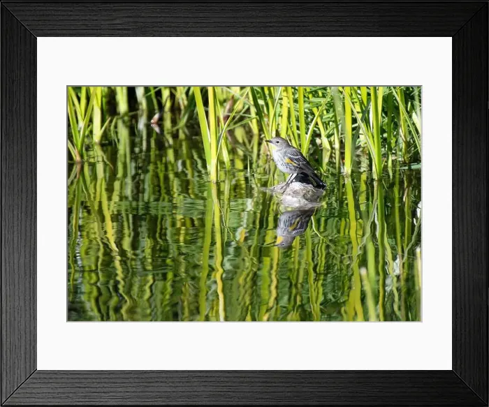 Framed Print : Yellow-rumped Warbler (Setophaga coronata)