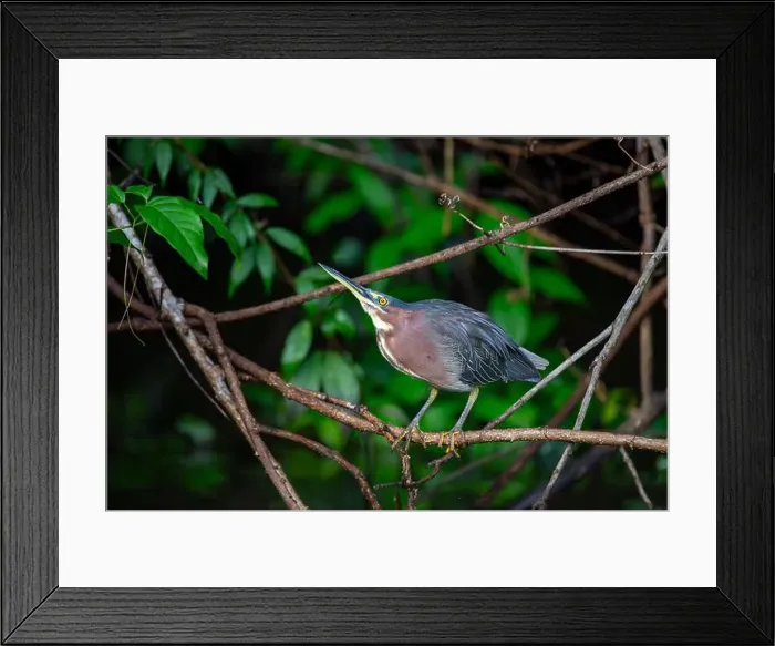 Framed Print : West of the Rockies, the elusive Green Heron (Butorides virescens) reveals its beauty in US wetlands Framed Print : West of the Rockies, the elusive Green Heron (Butorides virescens) reveals its beauty in US wetlands