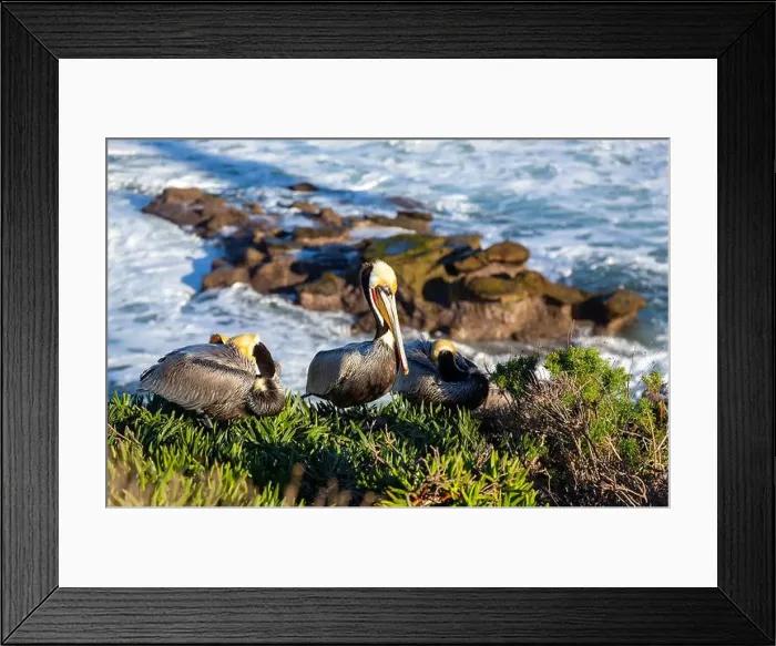 Framed Print : Pelican Bird perched on rock cliff above Pacific Ocean. La Jolla Cove Marine reserve San Diego California Southwest USA Framed Print : Pelican Bird perched on rock cliff above Pacific Ocean. La Jolla Cove Marine reserve San Diego California Southwest USA